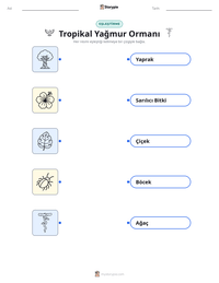 Tropikal Yağmur Ormanı yazdırılabilir çalışma sayfası önizlemesi