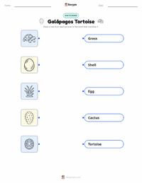 Galápagos Tortoise printable worksheet for kids