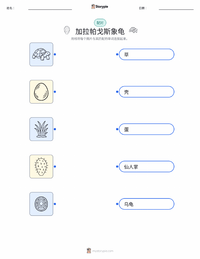 加拉帕戈斯象龟 可打印工作表，适合儿童