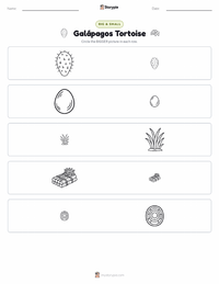 Galápagos Tortoise printable worksheet preview