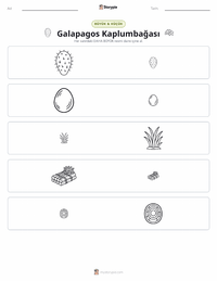 Galápagos Kaplumbağası yazdırılabilir çalışma sayfası önizlemesi