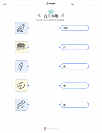 白头海雕 可打印工作表预览