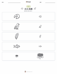 白头海雕 可打印工作表预览