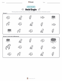 Bald Eagle printable worksheet preview