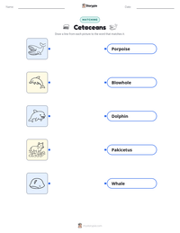 Cetaceans printable worksheet preview