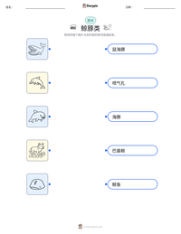 鲸豚类 可打印工作表预览