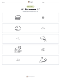 Cetaceans printable worksheet preview