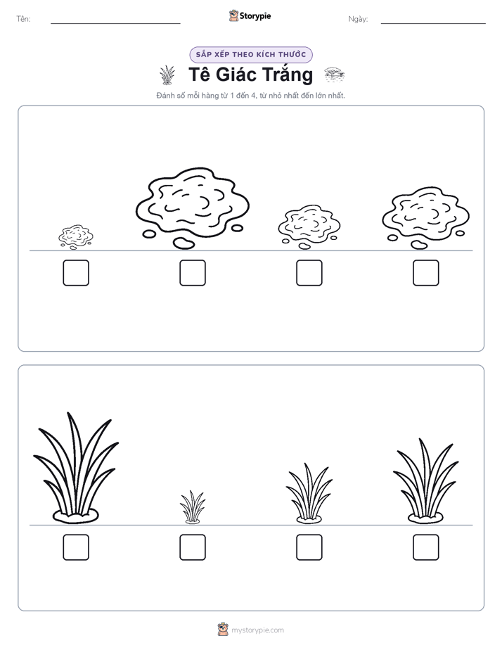 Thứ Tự Kích Thước