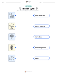 Iberian Lynx printable worksheet preview