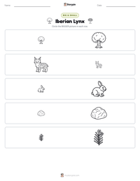 Iberian Lynx printable worksheet preview