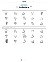 Iberian Lynx printable worksheet preview