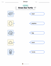 Green Sea Turtle printable worksheet for kids