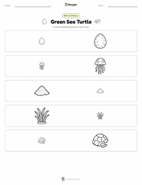 Green Sea Turtle printable worksheet preview