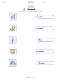 Cheetah printable worksheet for kids