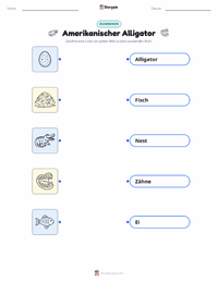 Amerikanischer Alligator druckbare Arbeitsblatt für Kinder