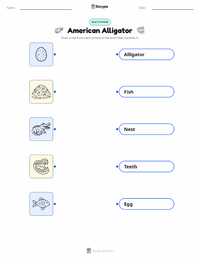 American Alligator printable worksheet for kids