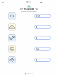 美洲短吻鳄 可打印工作表，适合儿童