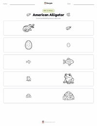 American Alligator printable worksheet preview