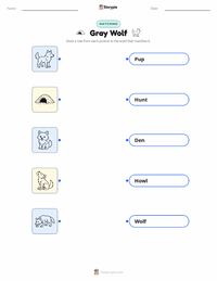 Gray Wolf printable worksheet for kids