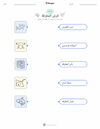 ورقة عمل قابلة للطباعة قرش المطرقة للأطفال