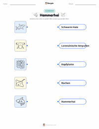 Hammerhai druckbare Arbeitsblatt für Kinder