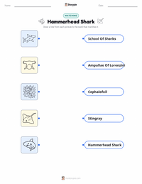 Hammerhead Shark printable worksheet for kids