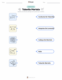 Folha de atividades imprimível Tubarão-martelo para crianças
