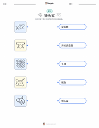 双髻鲨 可打印工作表，适合儿童