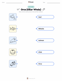 Orca (Killer Whale) printable worksheet for kids