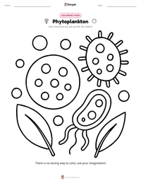Phytoplankton printable worksheet preview