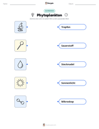 Phytoplankton druckbare Arbeitsblatt Vorschau