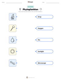 Phytoplankton printable worksheet preview