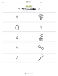 Phytoplankton printable worksheet preview