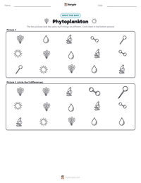 Phytoplankton printable worksheet preview
