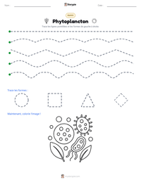Aperçu de la feuille de travail imprimable Phytoplancton
