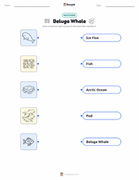 Beluga Whale printable worksheet preview