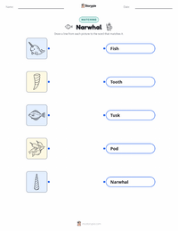 Narwhal printable worksheet for kids