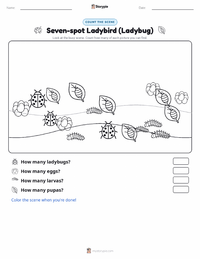 Seven-spot Ladybird (Ladybug) printable worksheet preview