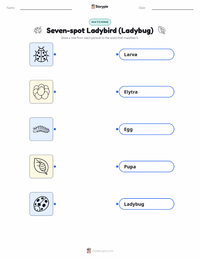 Seven-spot Ladybird (Ladybug) printable worksheet for kids