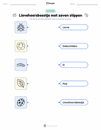 Zevenstippelig Lieveheersbeestje afdrukbare werkblad voor kinderen