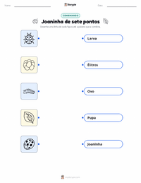 Folha de atividades imprimível Joaninha-de-sete-pintas (Joaninha) para crianças
