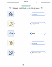 Семиточечная коровка (Божья коровка) распечатываемый рабочий лист для детей