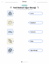 Yedi Benekli Uğur Böceği çocuklar için yazdırılabilir çalışma sayfası