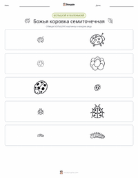 Семиточечная коровка (Божья коровка) предварительный просмотр распечатываемого рабочего листа