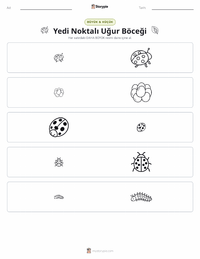 Yedi Benekli Uğur Böceği yazdırılabilir çalışma sayfası önizlemesi