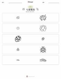 七星瓢虫 可打印工作表预览