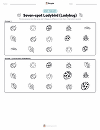 Seven-spot Ladybird (Ladybug) printable worksheet preview