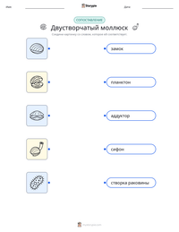 Двустворчатый моллюск предварительный просмотр распечатываемого рабочего листа