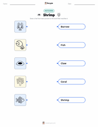 Shrimp printable worksheet for kids
