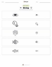 Shrimp printable worksheet preview